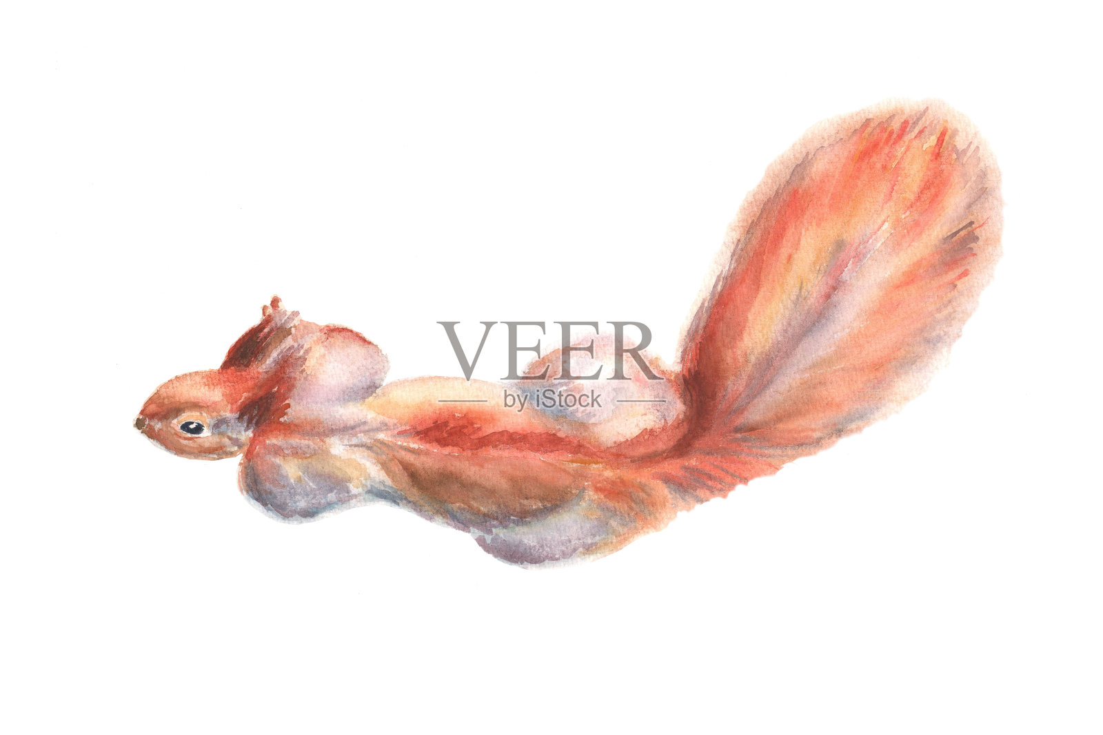 红色野生松鼠毛茸茸的尾巴水彩插图在一个孤立的背景设计元素图片