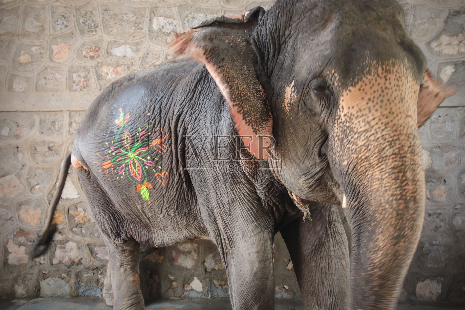 胡里节庆祝用的彩绘大象照片摄影图片