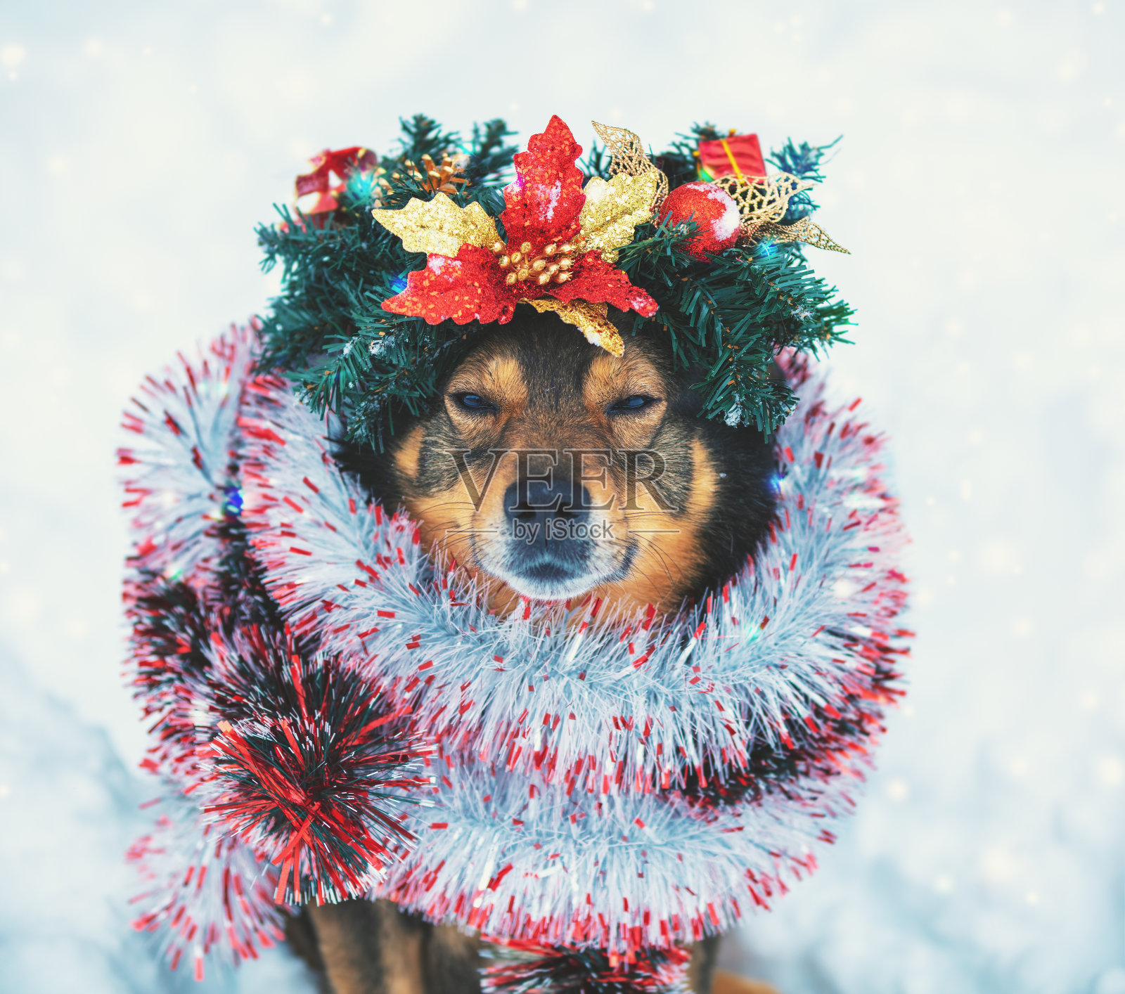 一只狗的肖像纠缠在彩色的金属箔和戴着圣诞花环。狗坐在户外雪林在冬天照片摄影图片