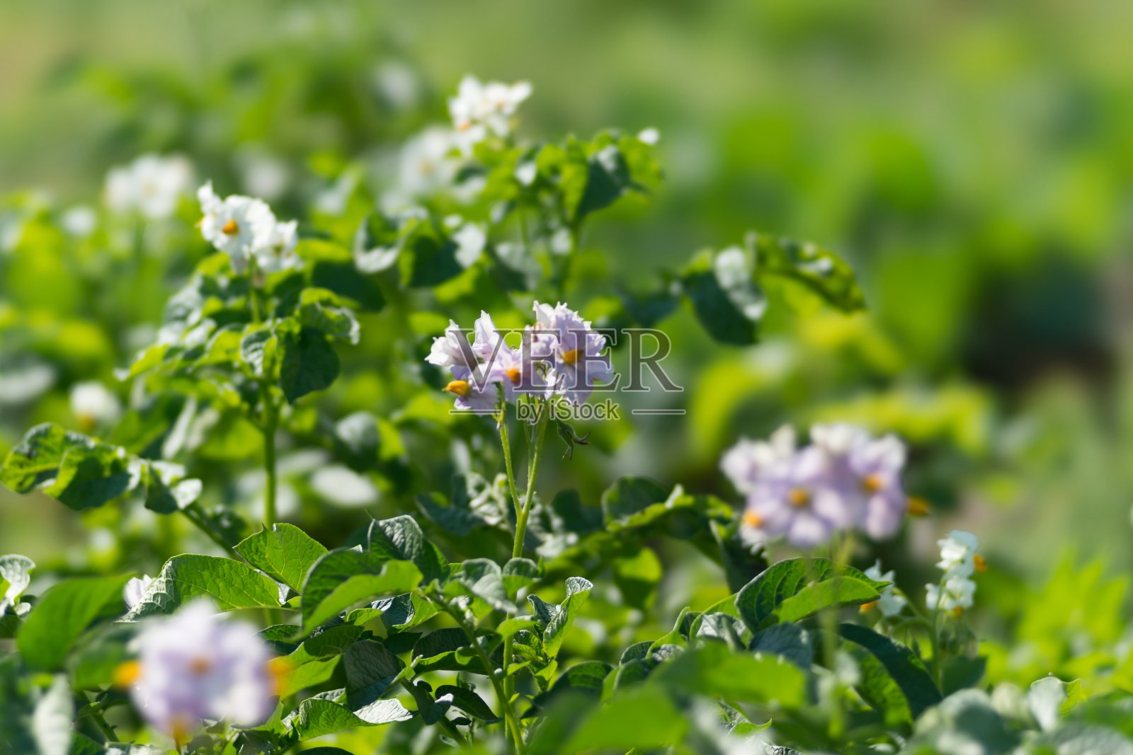 在一个阳光明媚的夏日，土豆在生长季节开出了紫色的花朵。照片摄影图片