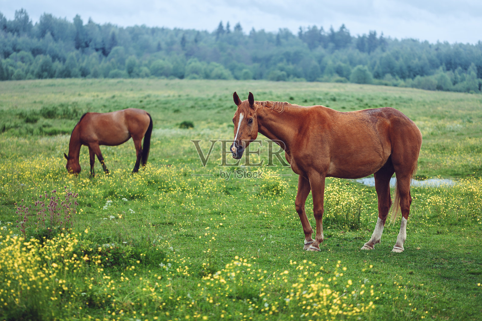 两匹马在田野里吃草照片摄影图片