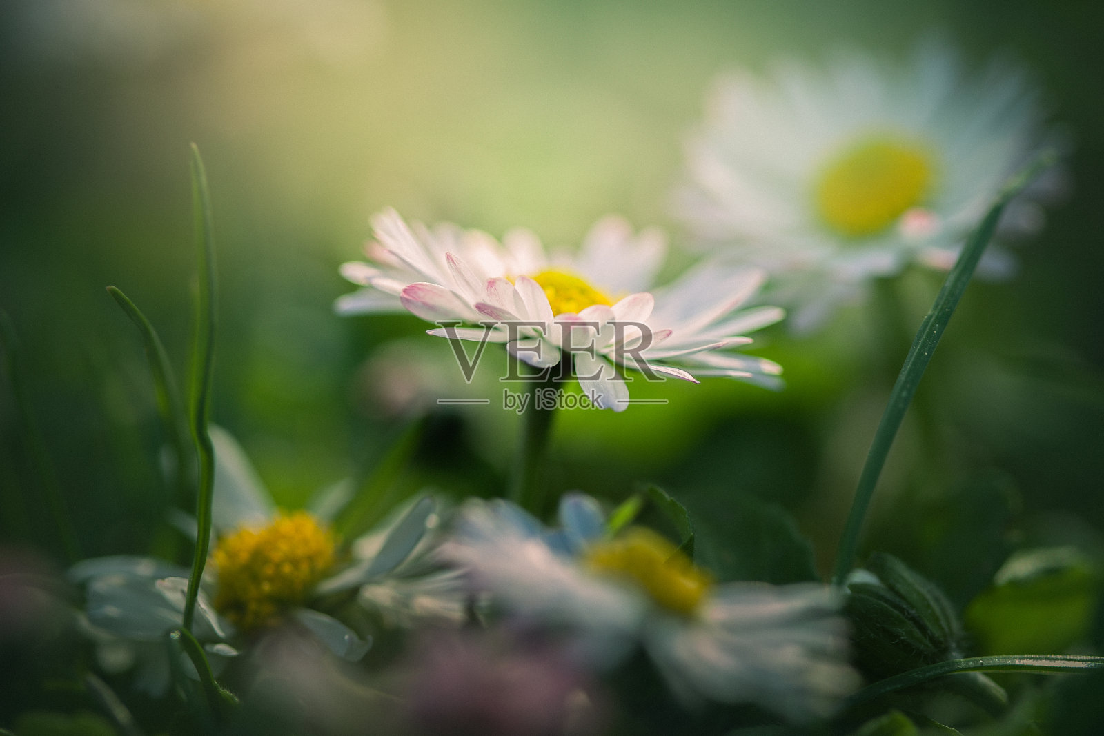草地上的雏菊，特写照片摄影图片