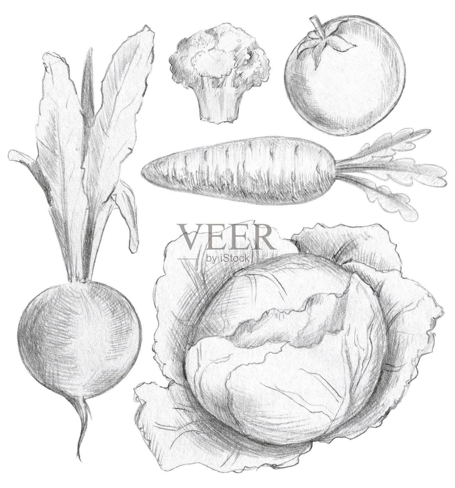 蔬菜搭配甜菜，胡萝卜，花椰菜，西红柿和卷心菜插画图片素材