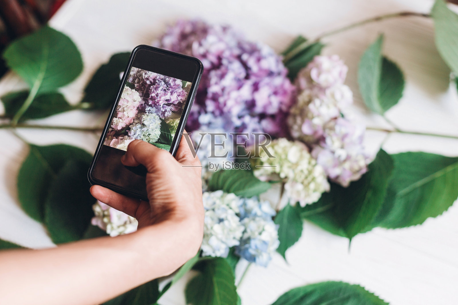 手持手机，并拍照的绣球花在乡村的白色木材，平躺。社交媒体概念的内容，博客照片。快乐的母亲节。你好,春天形象照片摄影图片
