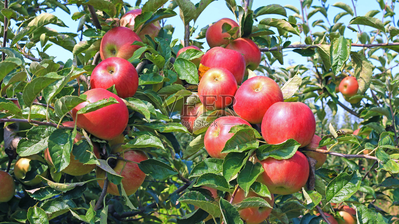 果园里成熟的苹果照片摄影图片