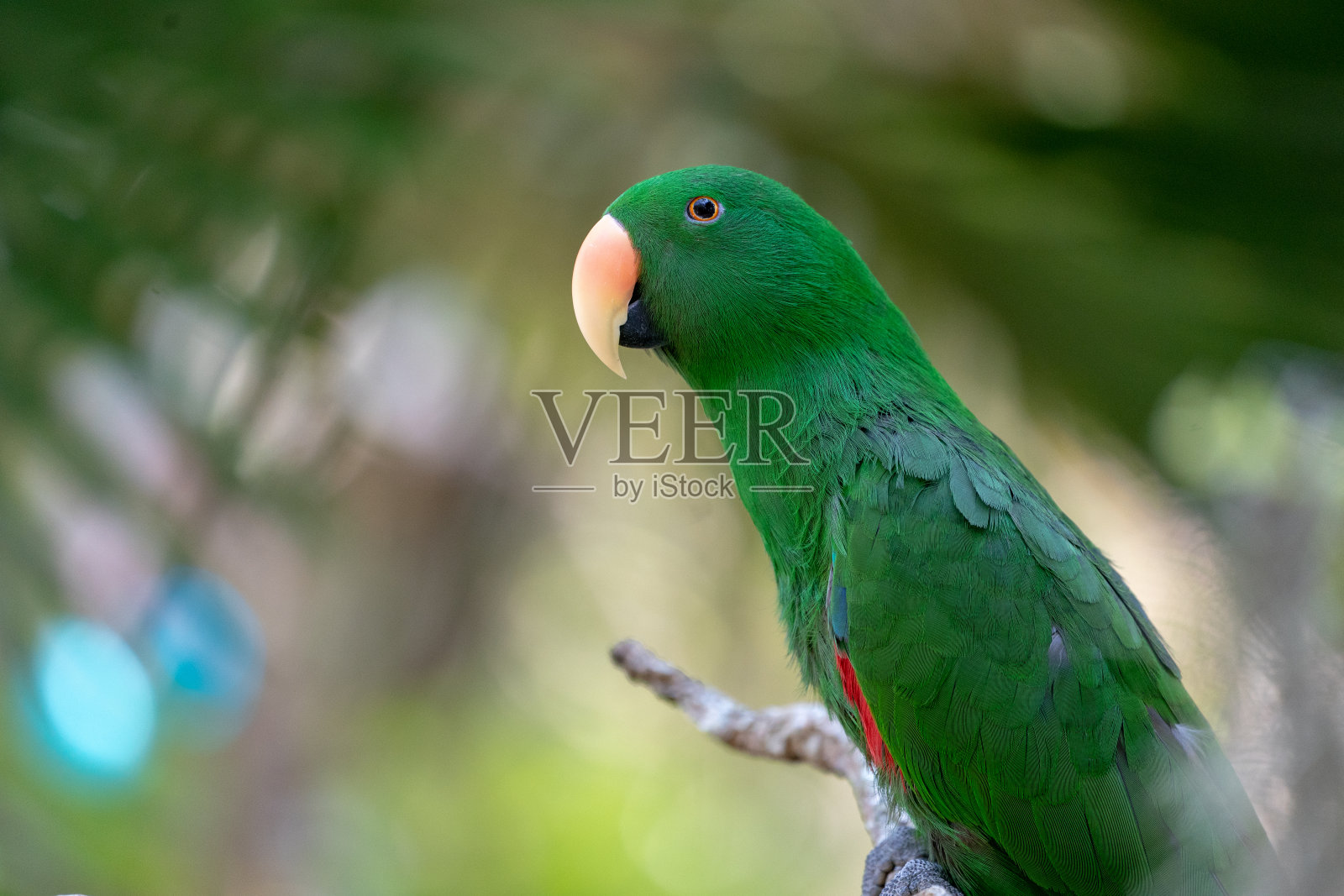 绿色的鹦鹉挂在/站在森林的树枝上/散景模糊的背景。照片摄影图片