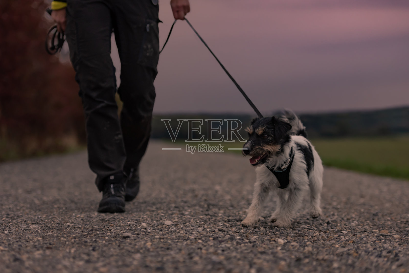 主人与一只狗散步在秋天的黄昏和听到火炬-杰克罗素梗照片摄影图片