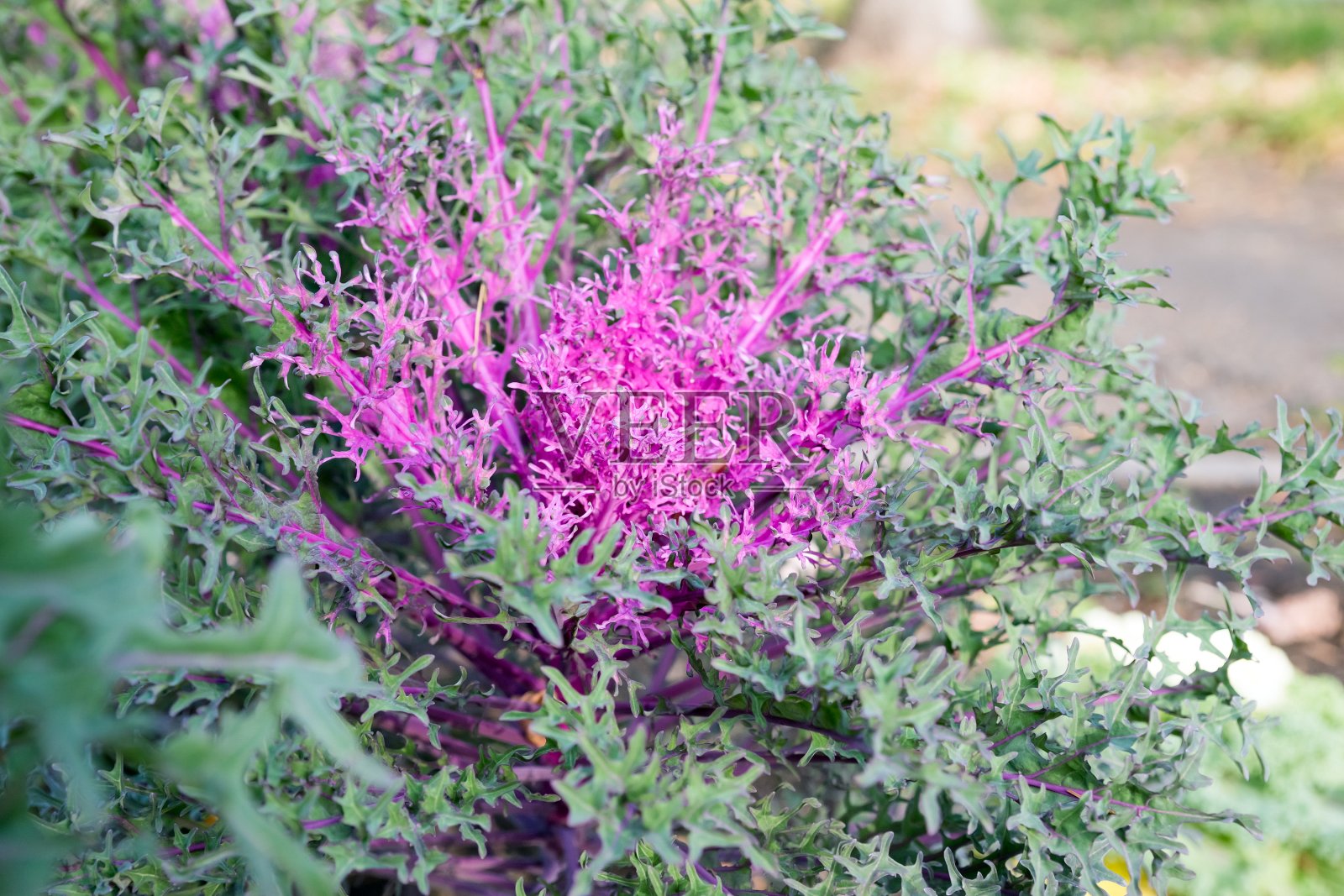 美丽的亮粉色观赏卷心菜生长在深秋的花园里。杂交品种孔雀红F1照片摄影图片