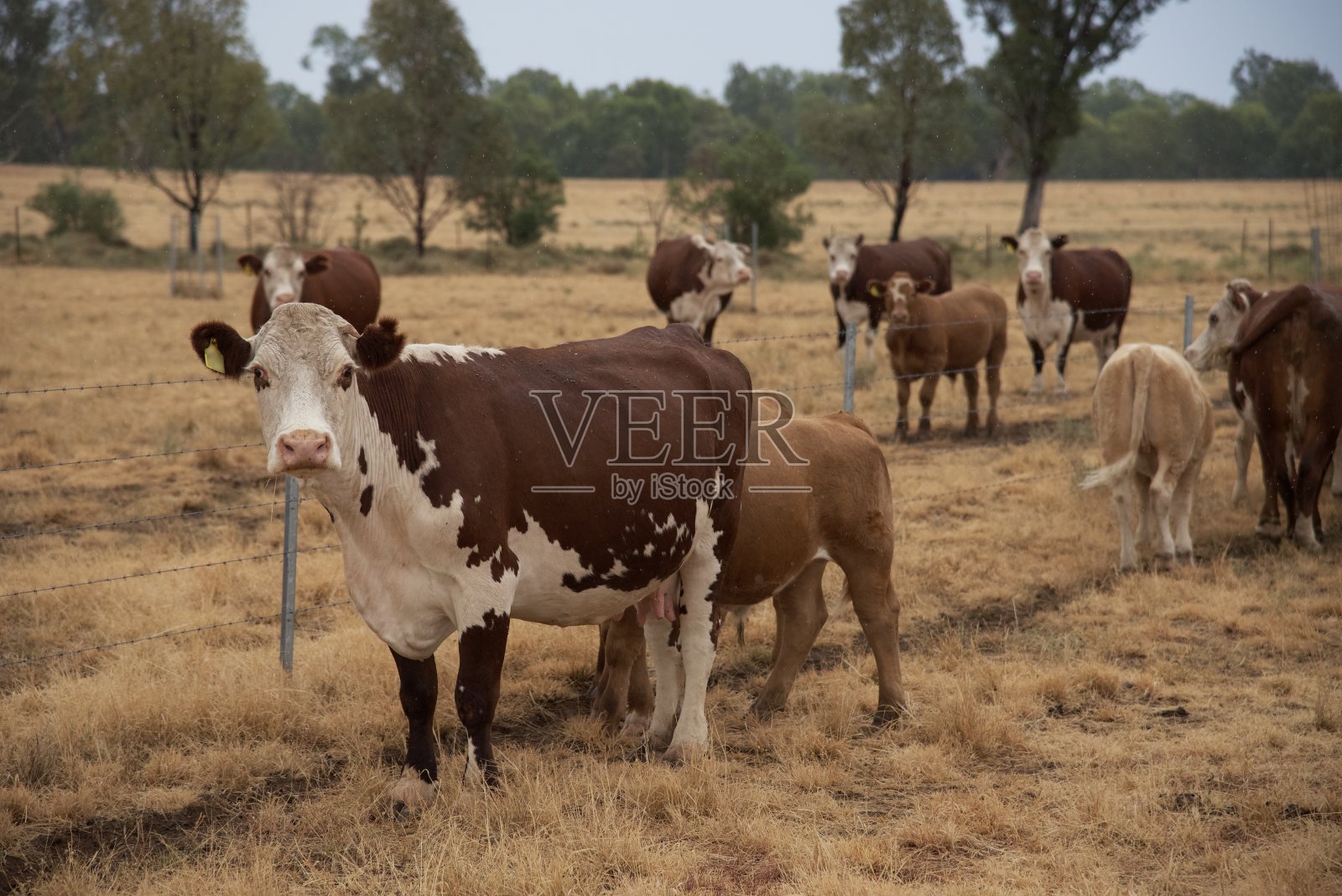 草饲肉牛赫里福德小母牛和小牛照片摄影图片