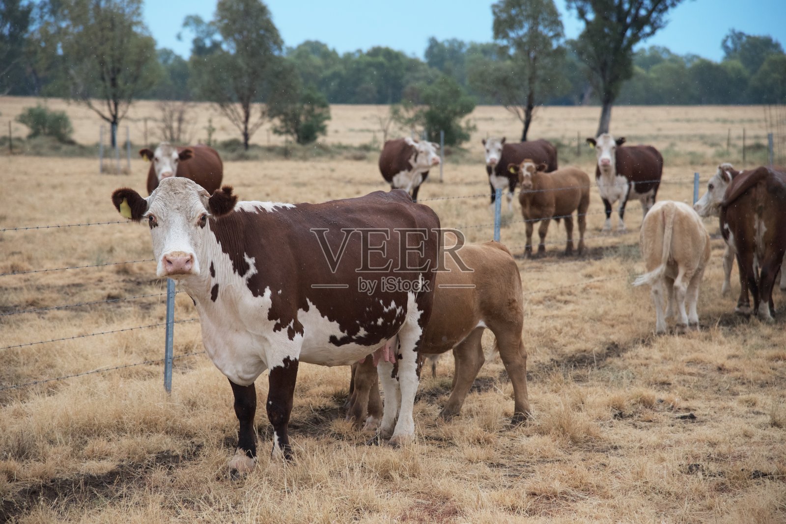 围栏边用草喂小牛肉牛照片摄影图片