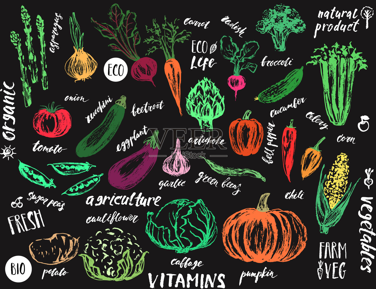 手绘蔬菜和手写名字。插画图片素材
