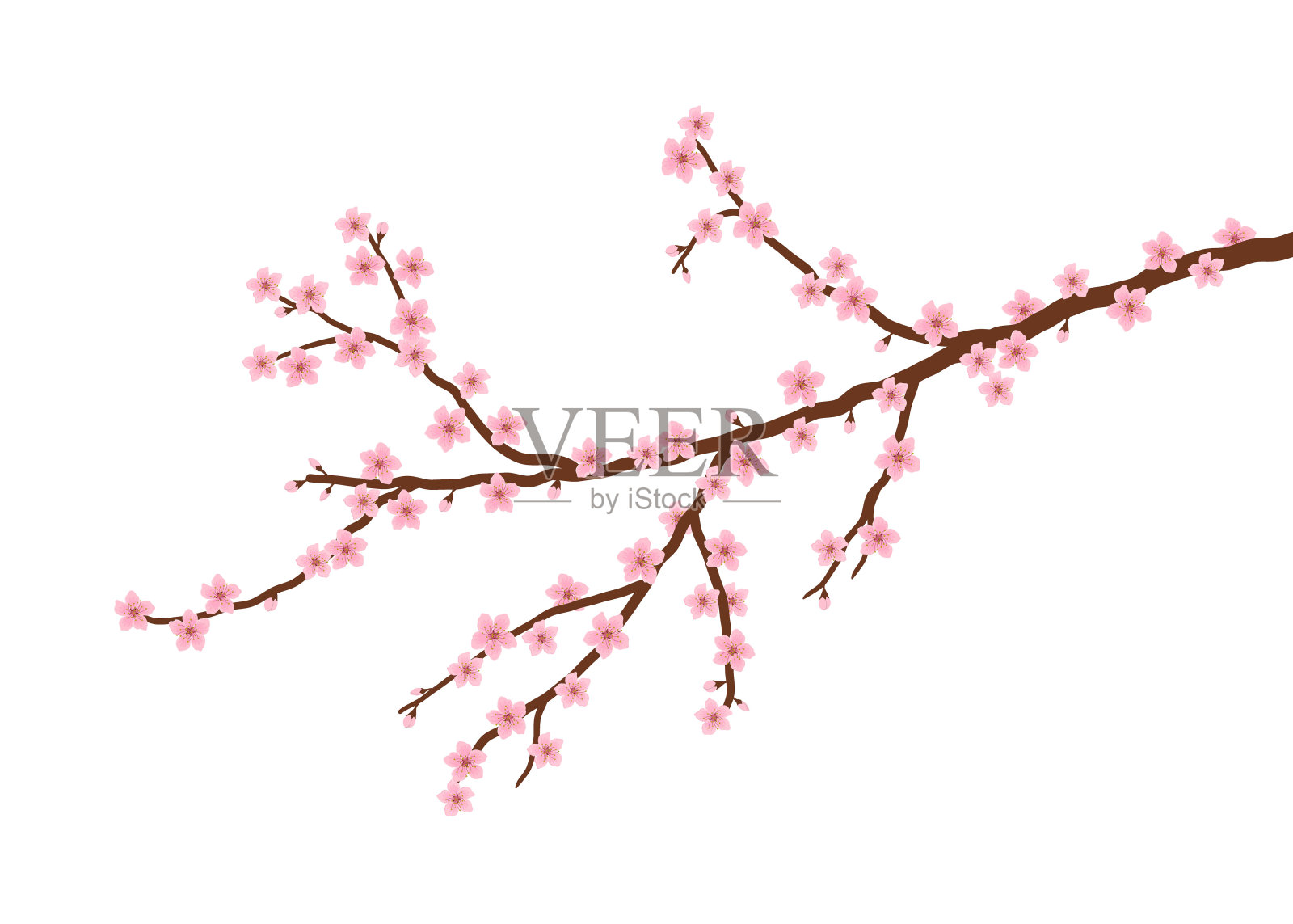 白色背景上盛开的樱桃枝插画图片素材