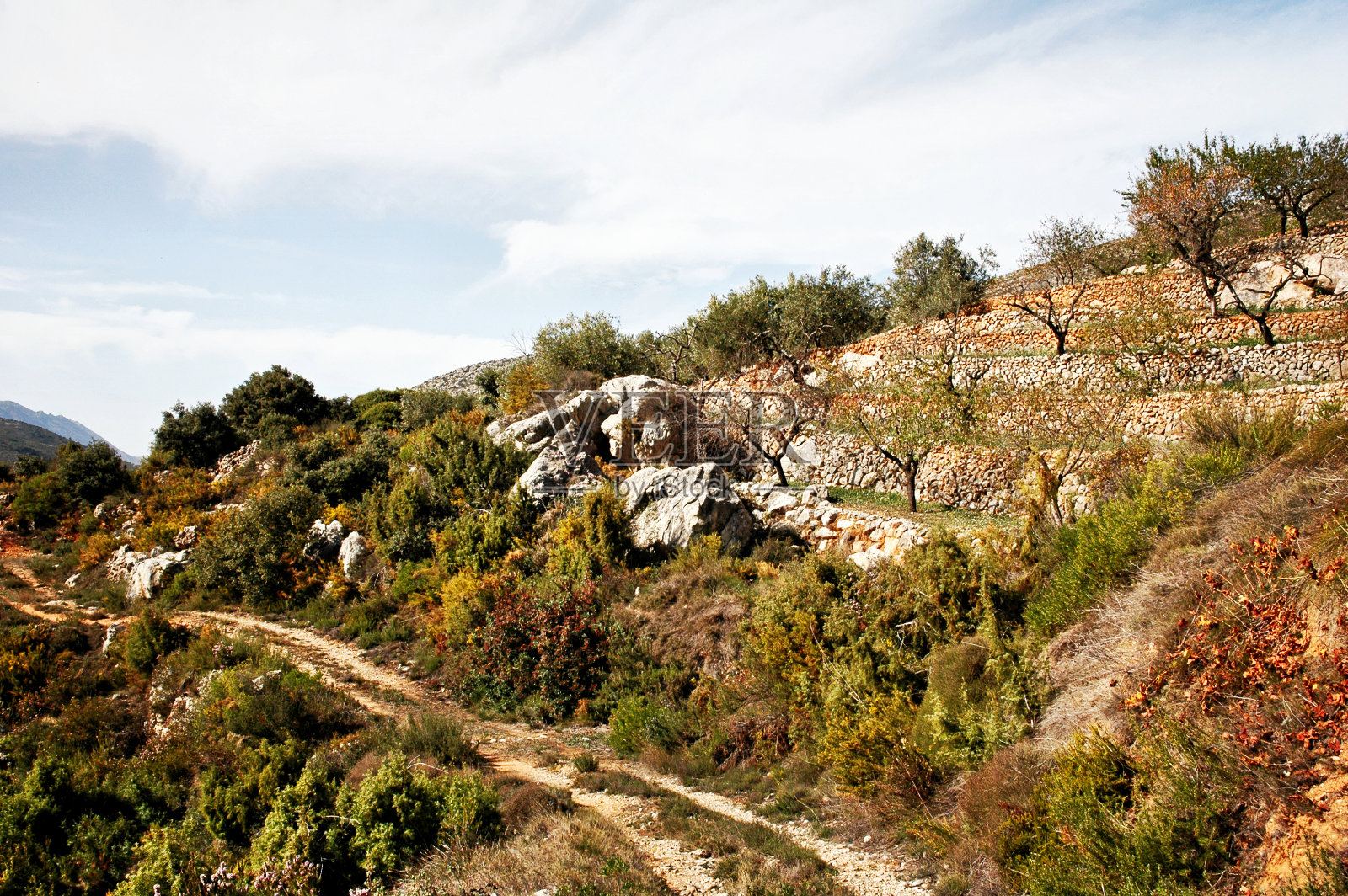 沿着西班牙橄榄种植园的徒步小径照片摄影图片