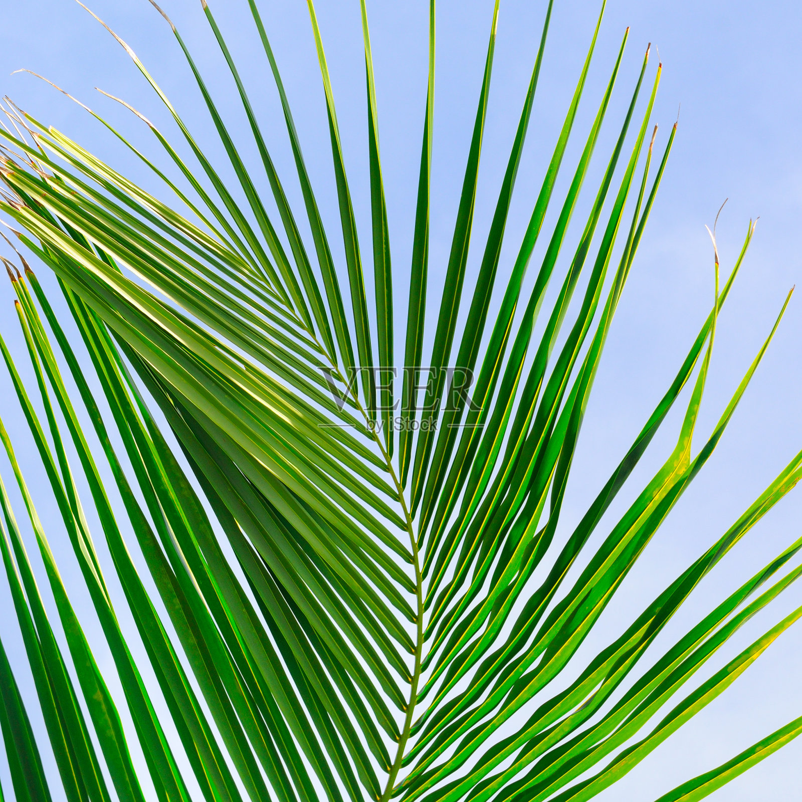 棕榈叶和蓝天的背景。照片摄影图片