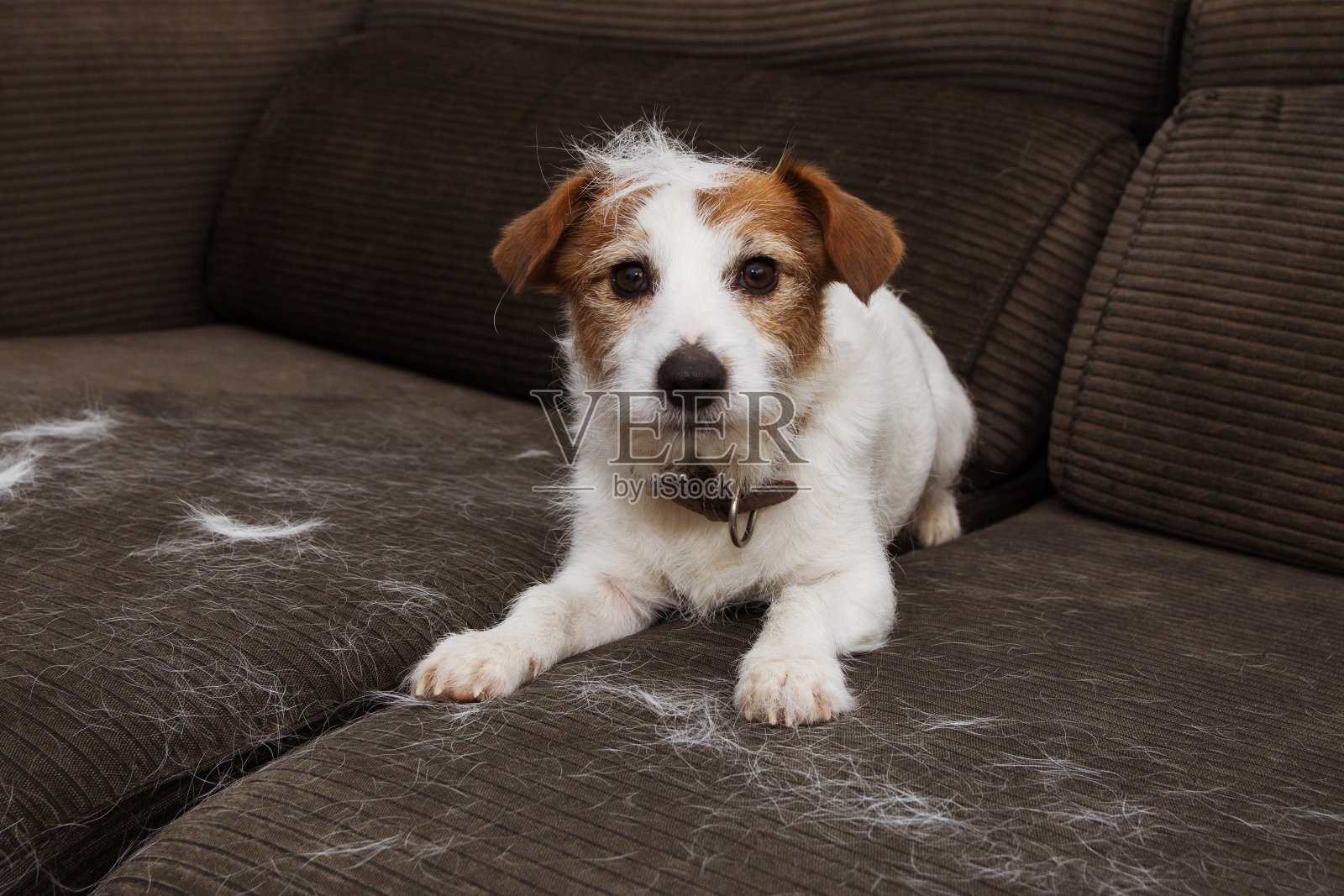 毛茸茸的杰克罗素狗，在换毛季节在沙发上玩耍，掉毛。照片摄影图片