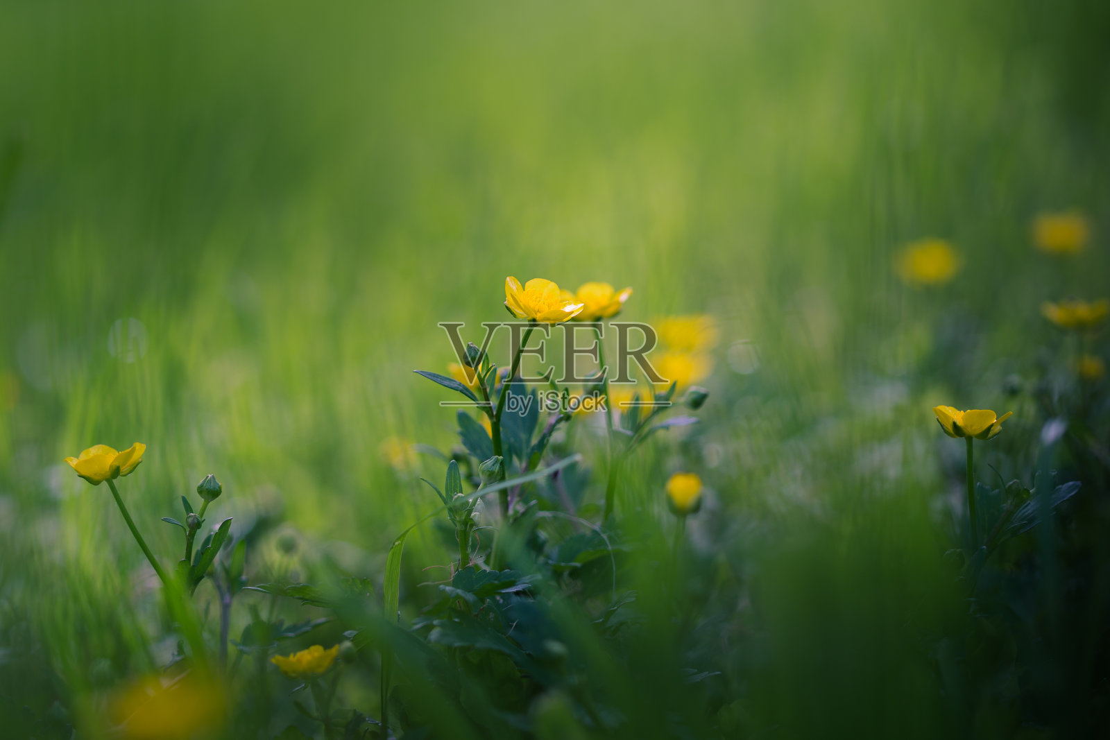 春天草地上黄色的毛茛照片摄影图片