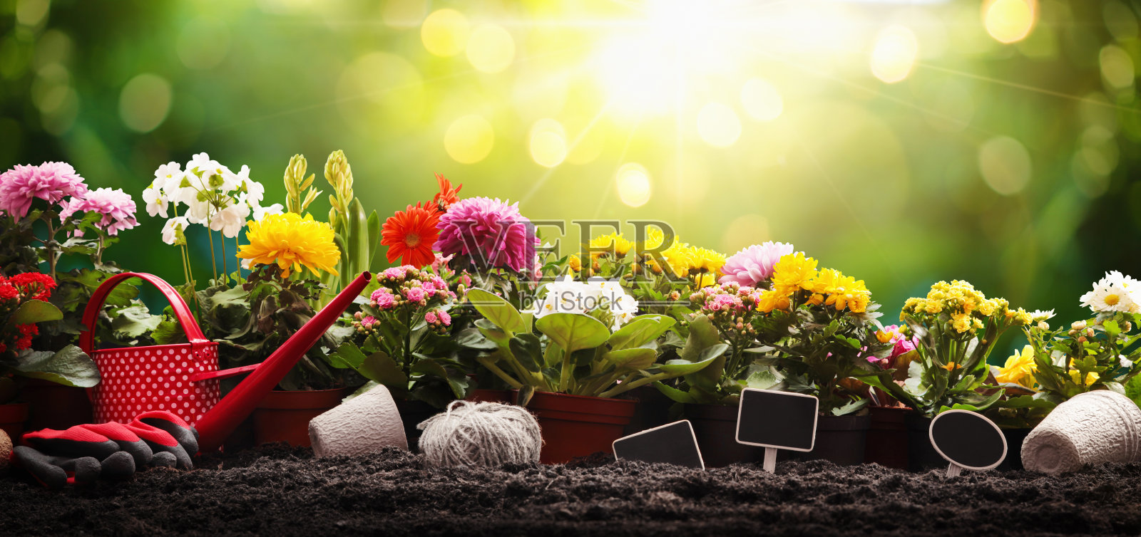 花园鲜花和植物在一个阳光灿烂的背景。园艺的概念照片摄影图片