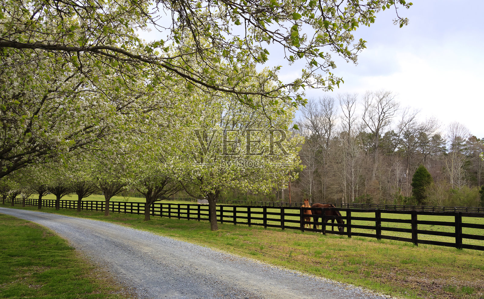 春树盛开在车道和马旁边照片摄影图片