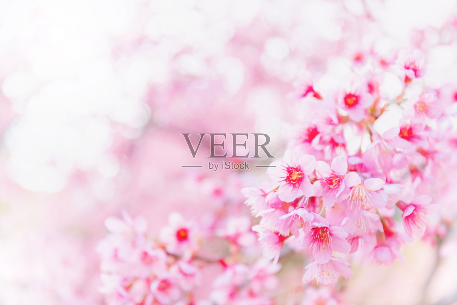 模糊的粉红色樱花和樱花盛开在春天的景观园林背景与复制空间。照片摄影图片