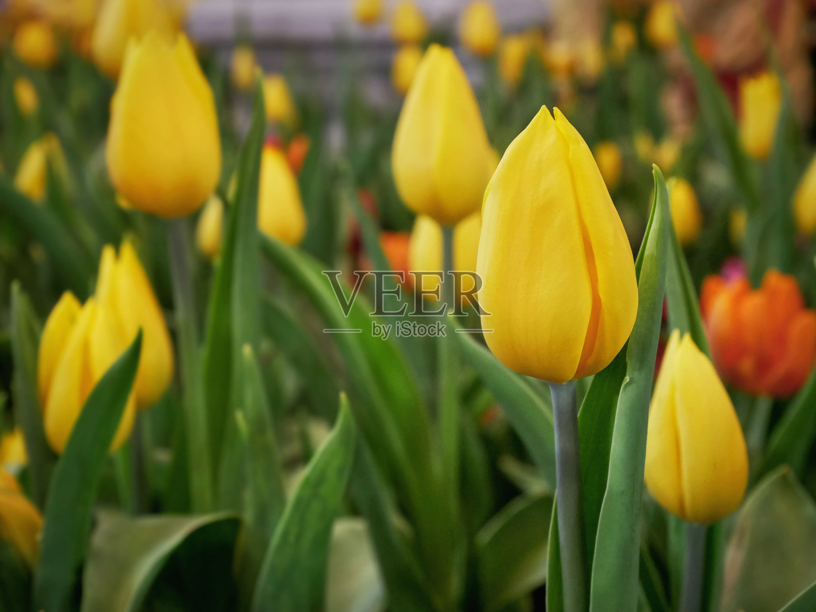 特写黄色郁金香花与选择焦点照片摄影图片