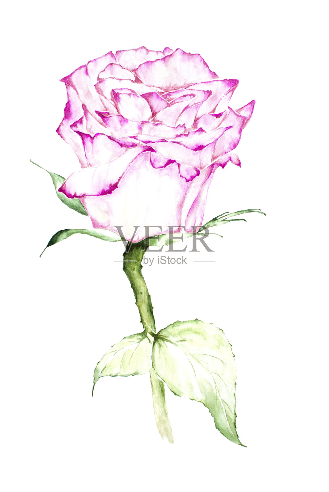 粉红玫瑰水彩画-插图。插画图片素材