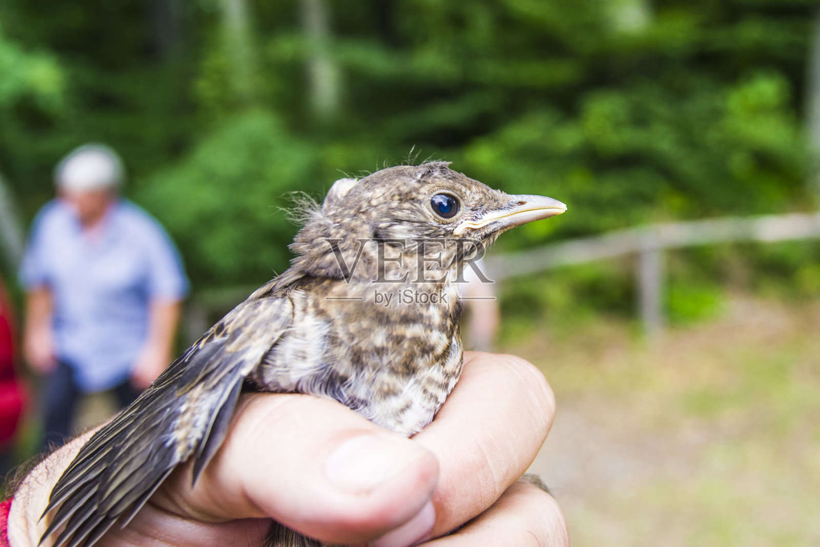 小受伤的鸟由自然爱好者照顾照片摄影图片