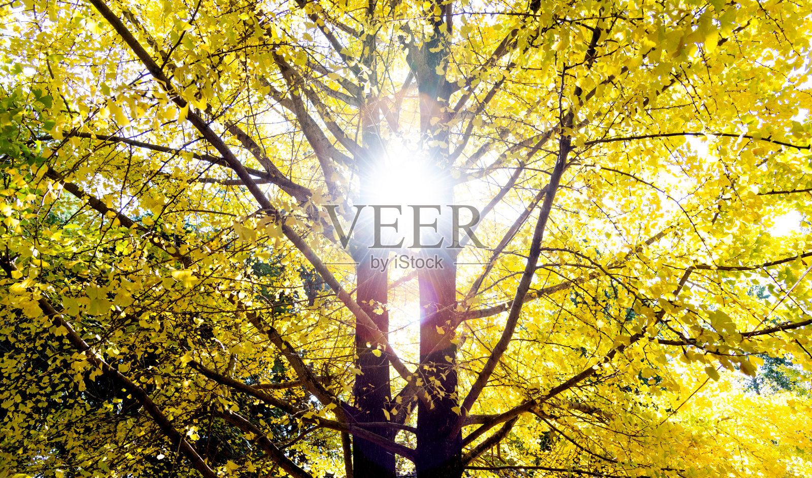 阳光穿过秋天的银杏树照片摄影图片