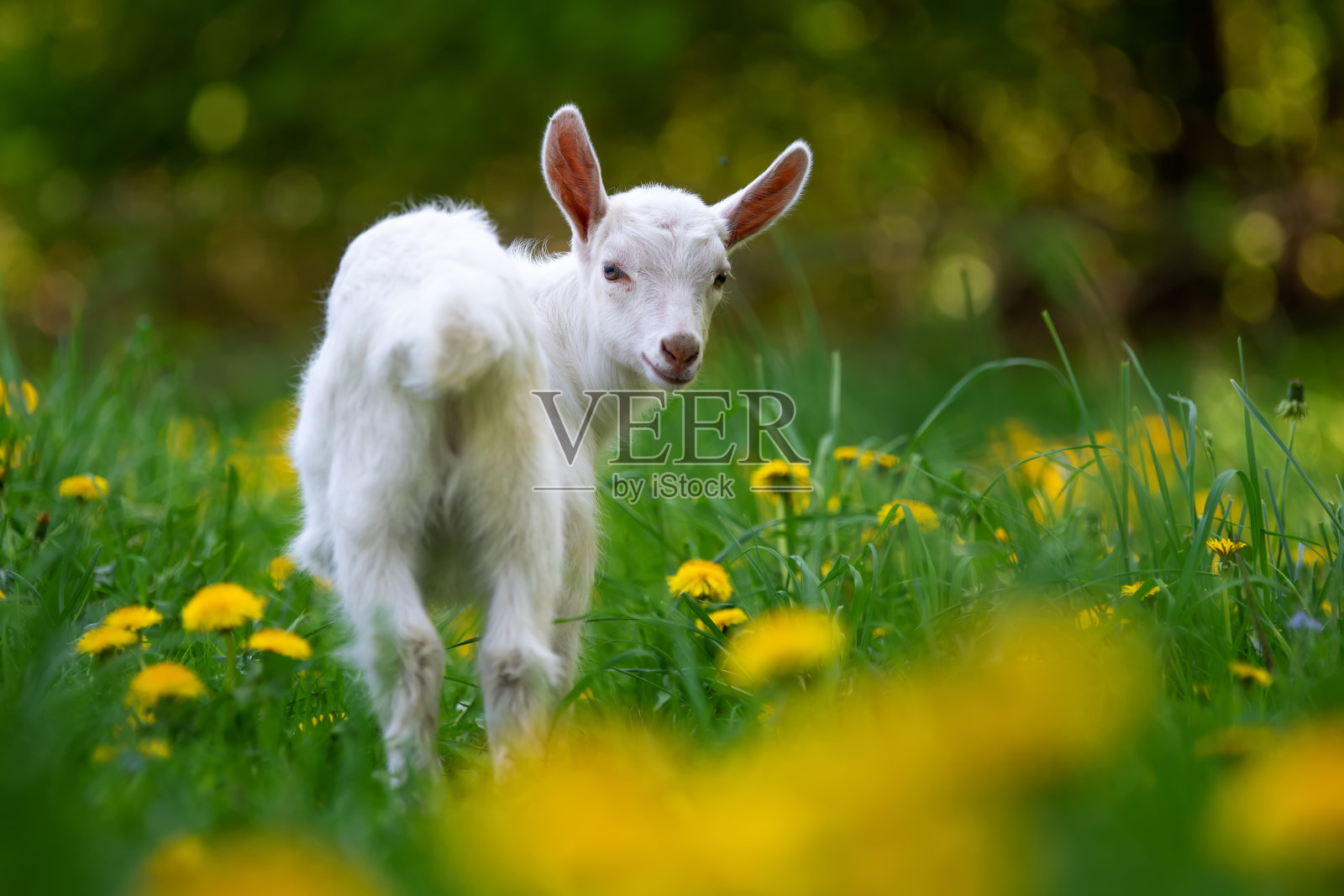 白色的小山羊站在绿草地上照片摄影图片