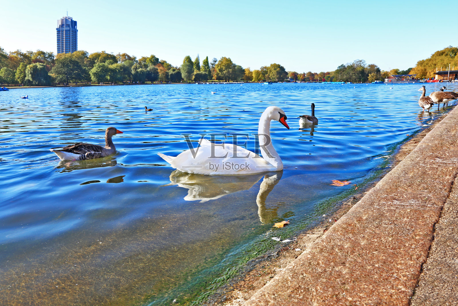 美丽的天鹅和鸭子在伦敦公园的湖中照片摄影图片