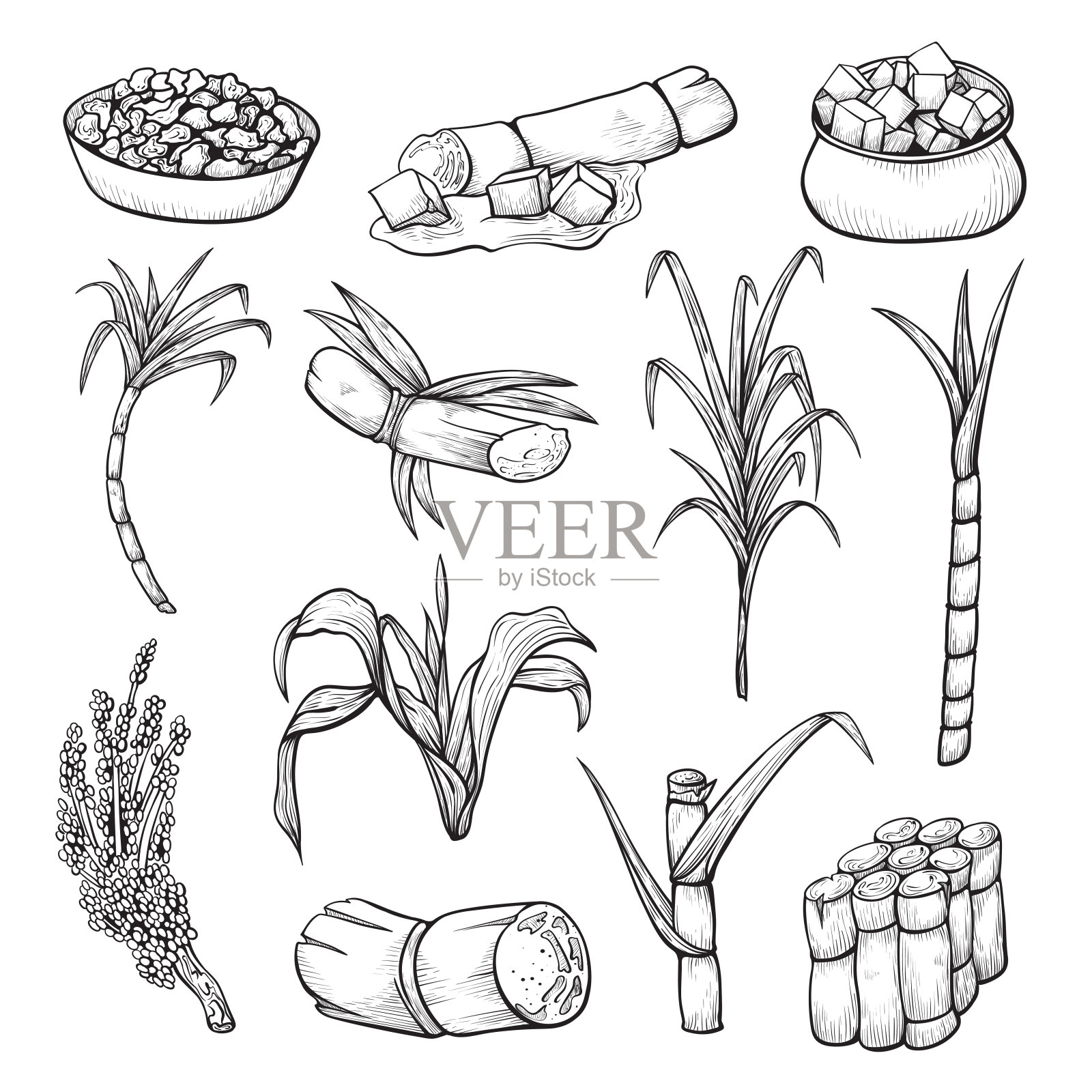 甘蔗种植成套、农艺素描插画图片素材