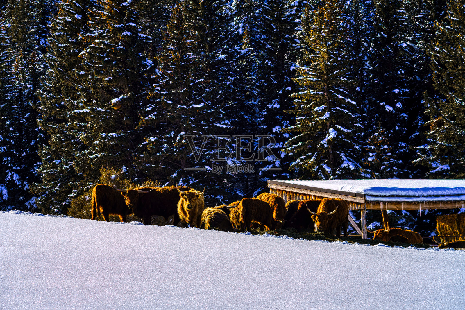 雪地里的苏格兰高地牛照片摄影图片