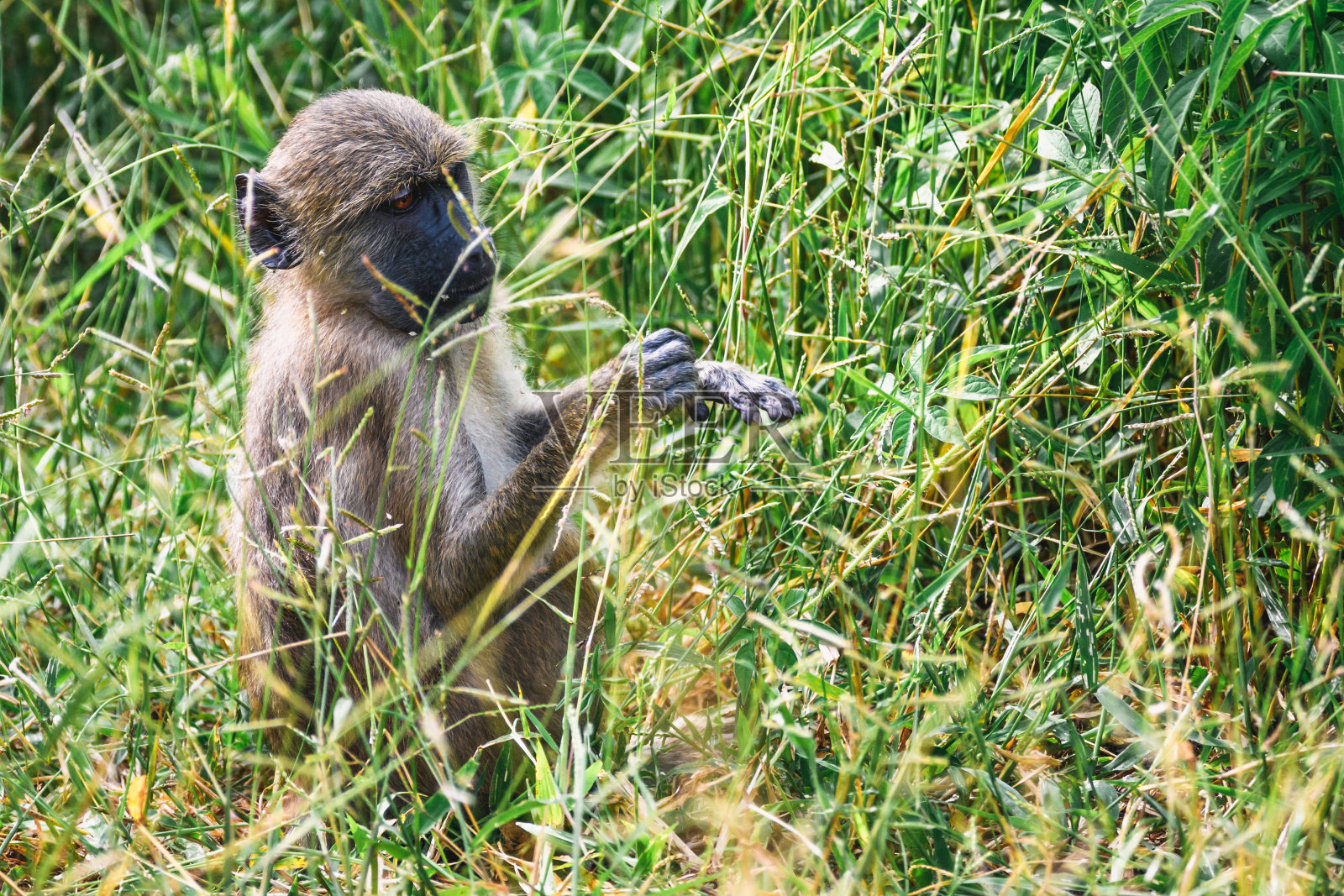 小狒狒坐在草地上照片摄影图片