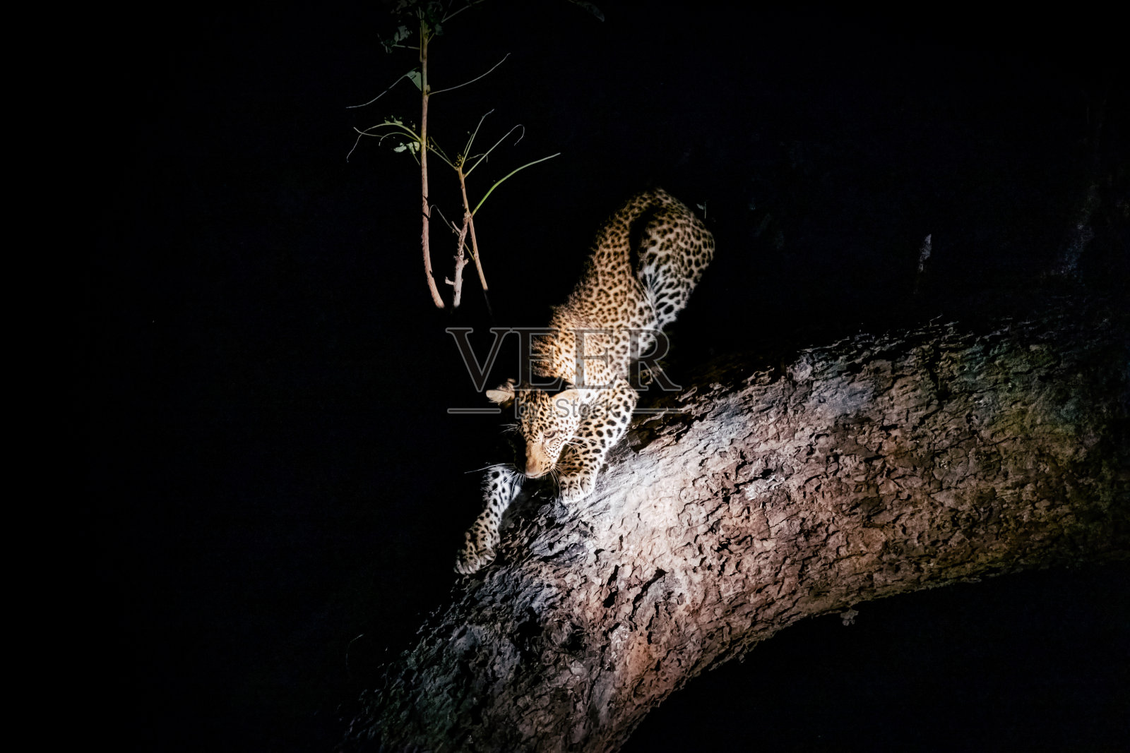 小豹晚上在树上照片摄影图片