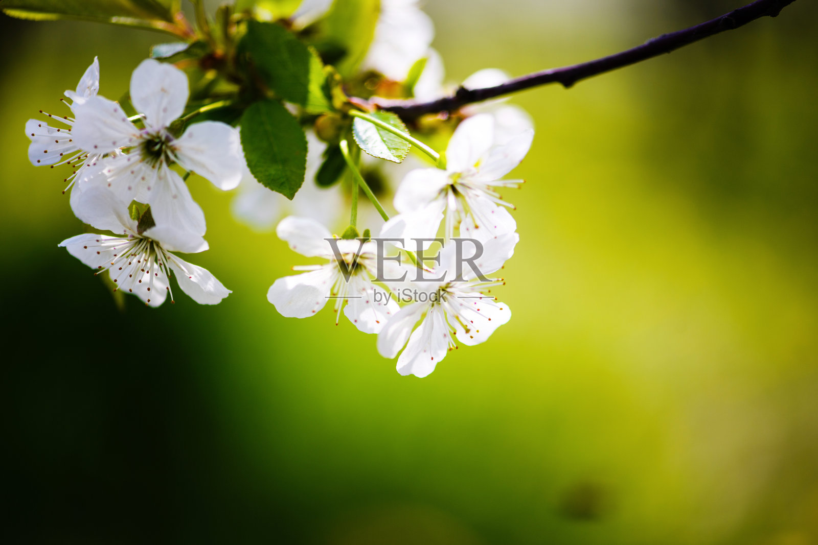 苹果树开花，春天的时候照片摄影图片