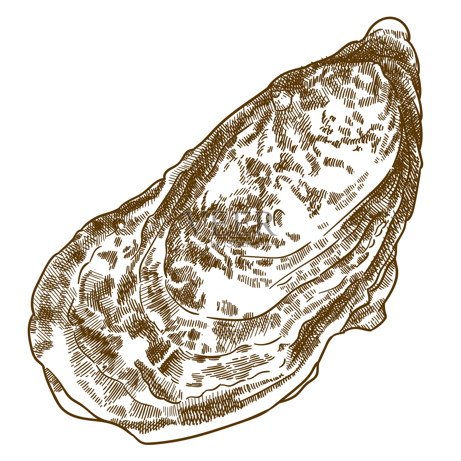 牡蛎壳雕刻插图插画图片素材