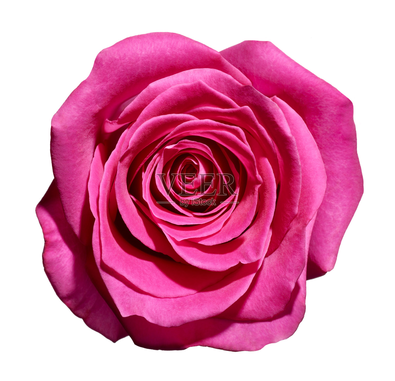 花玫瑰花瓣盛开红色自然美丽的背景照片摄影图片