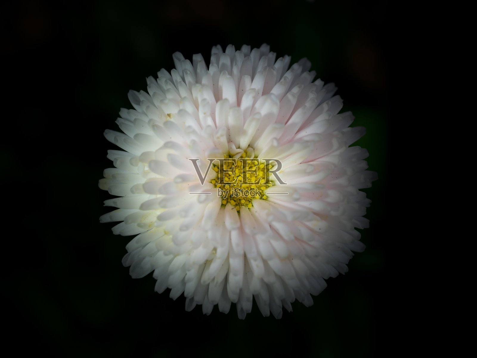 黑色背景上的英国雏菊照片摄影图片