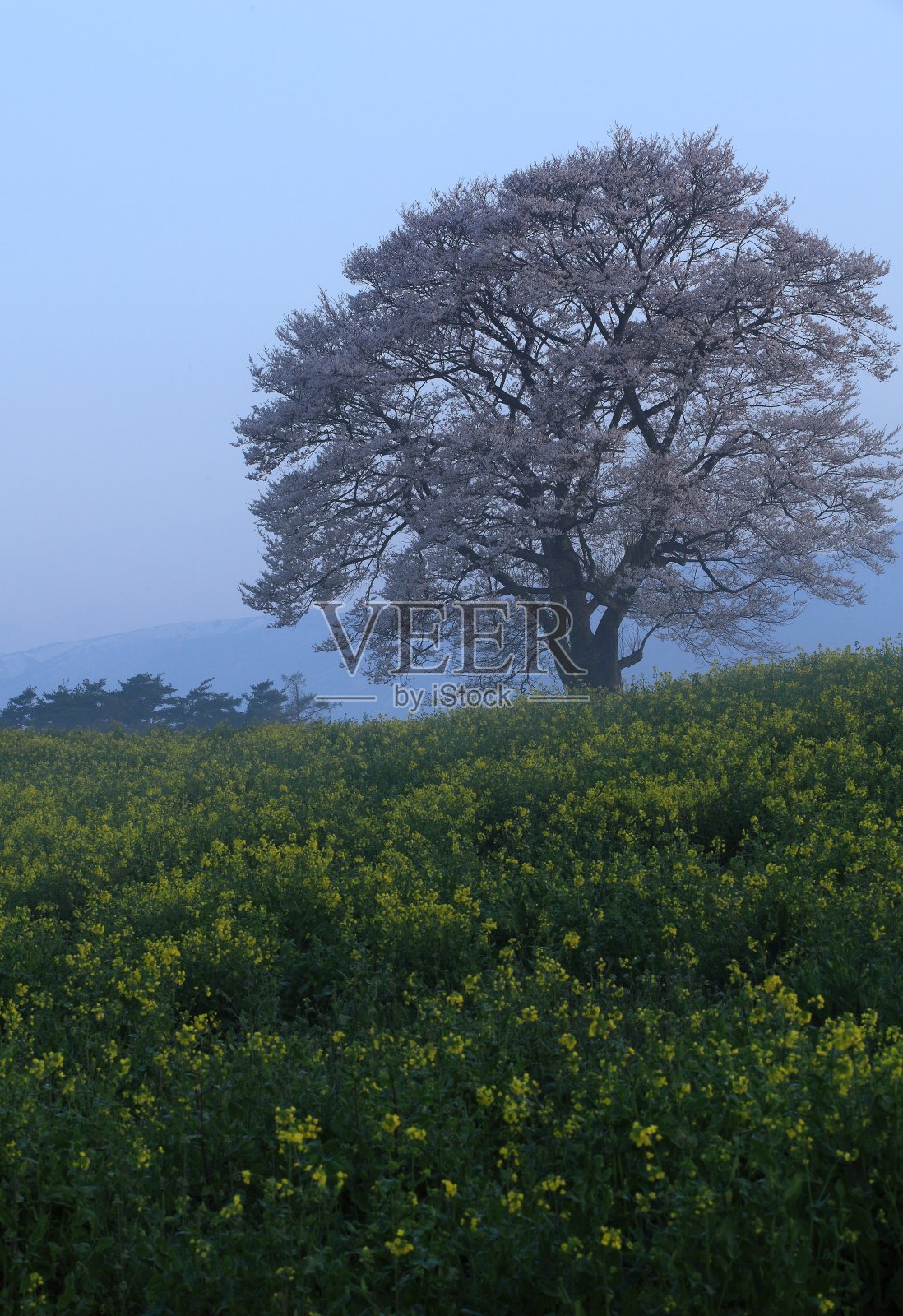 Mt.Iwate和樱花照片摄影图片