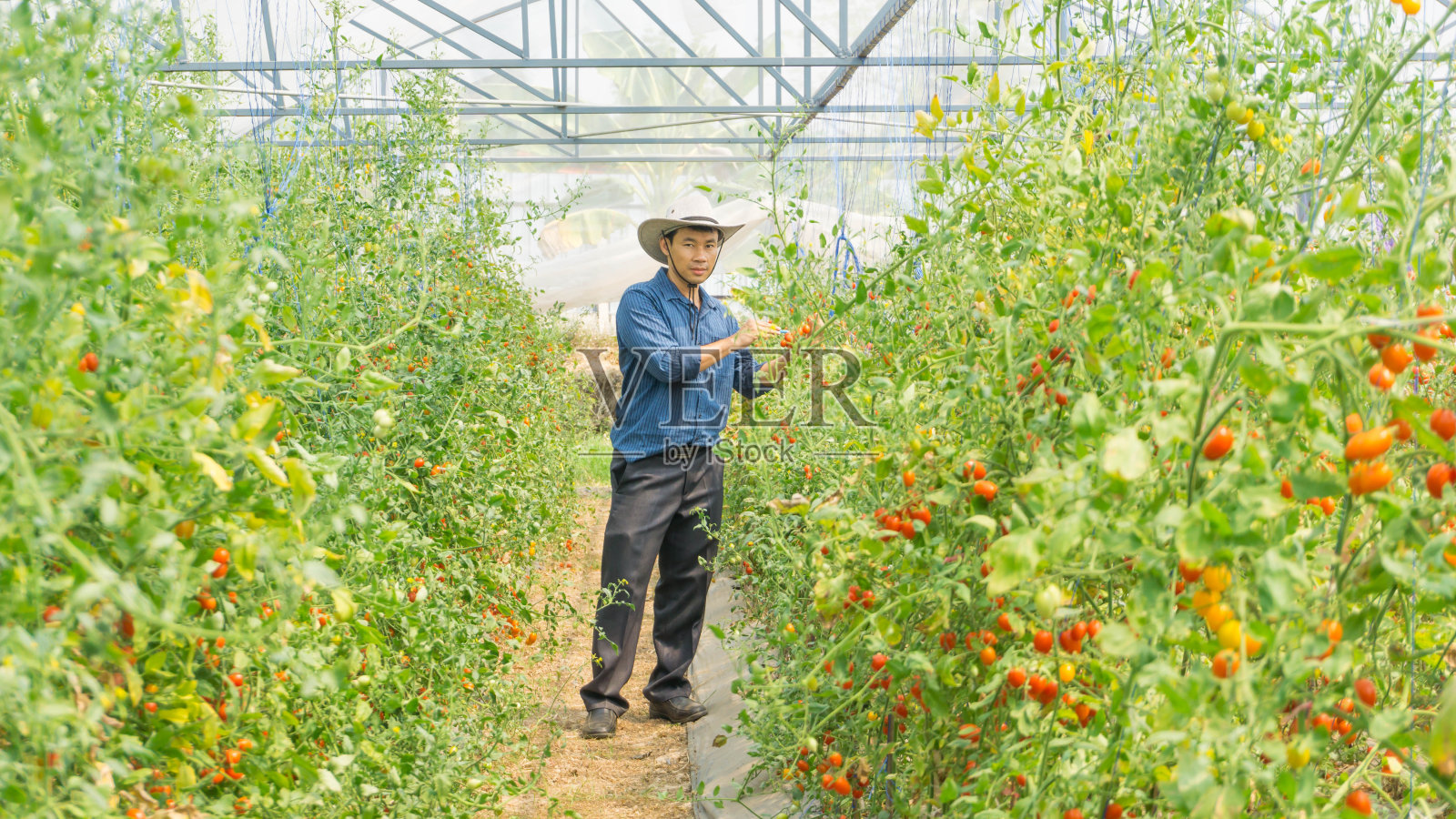 农民们在阳光明媚的日子里在她的花园里采摘新鲜的有机番茄。种植有机蔬菜的想法。照片摄影图片