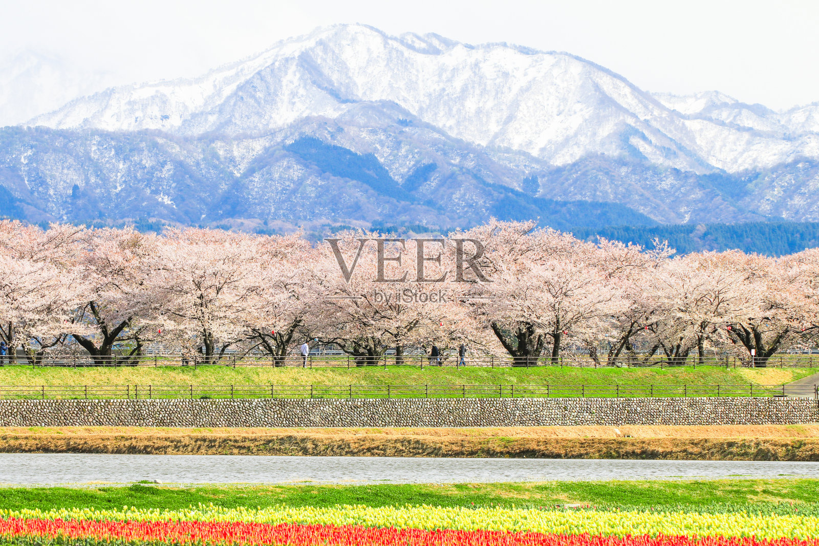 樱花或樱花以日本阿尔卑斯山山脉为背景，日本富山县朝日镇。照片摄影图片