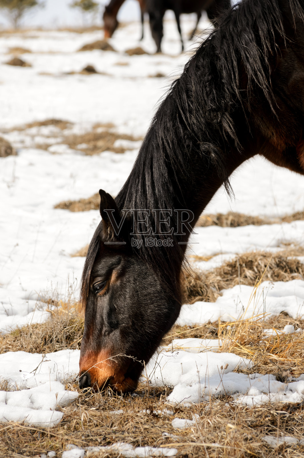 高加索野马在蓝天下的冬季高加索山脉牧场上吃草嬉戏照片摄影图片