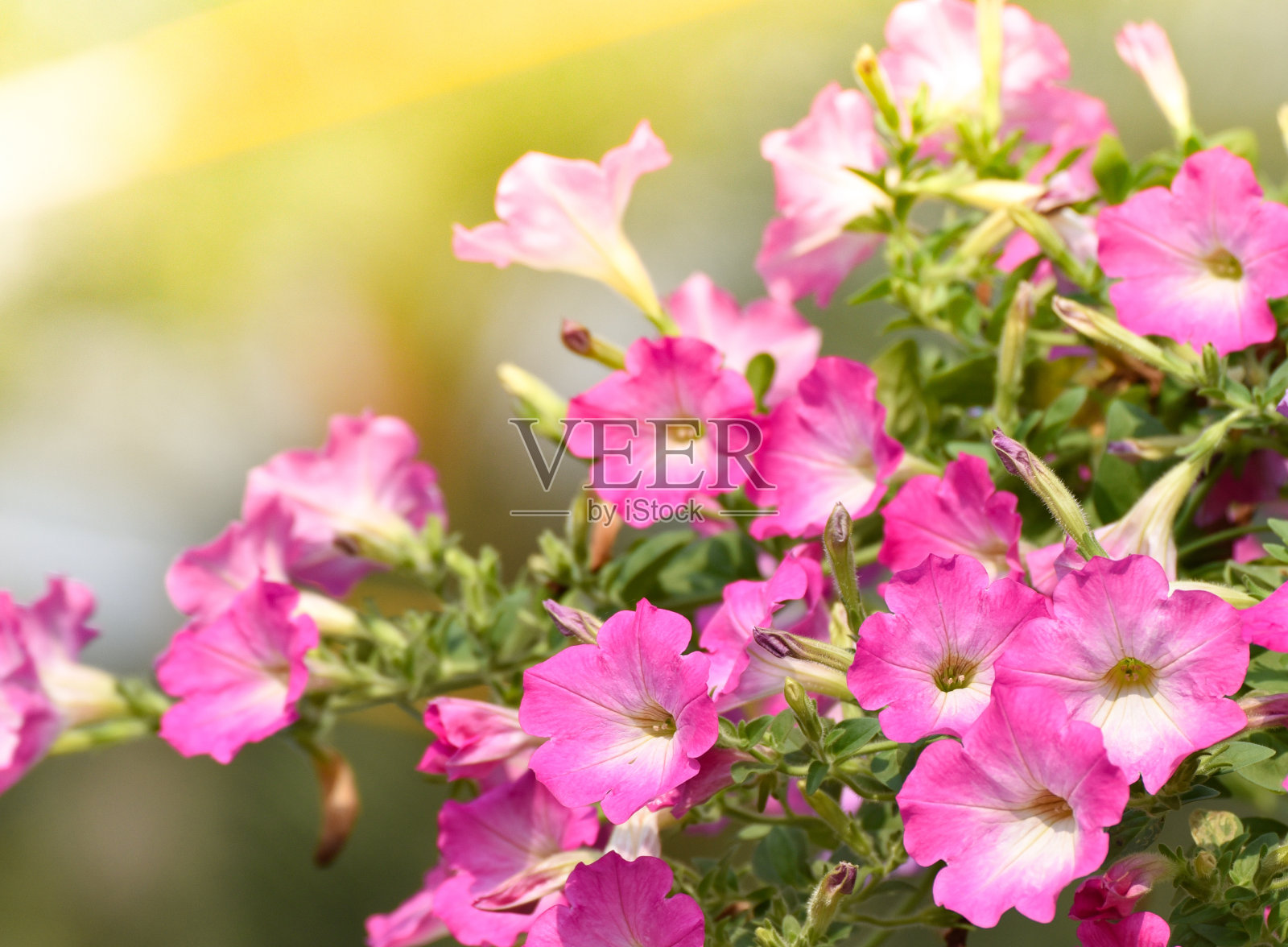 粉红色的矮牵牛花盛开在春天的花园自然背景照片摄影图片