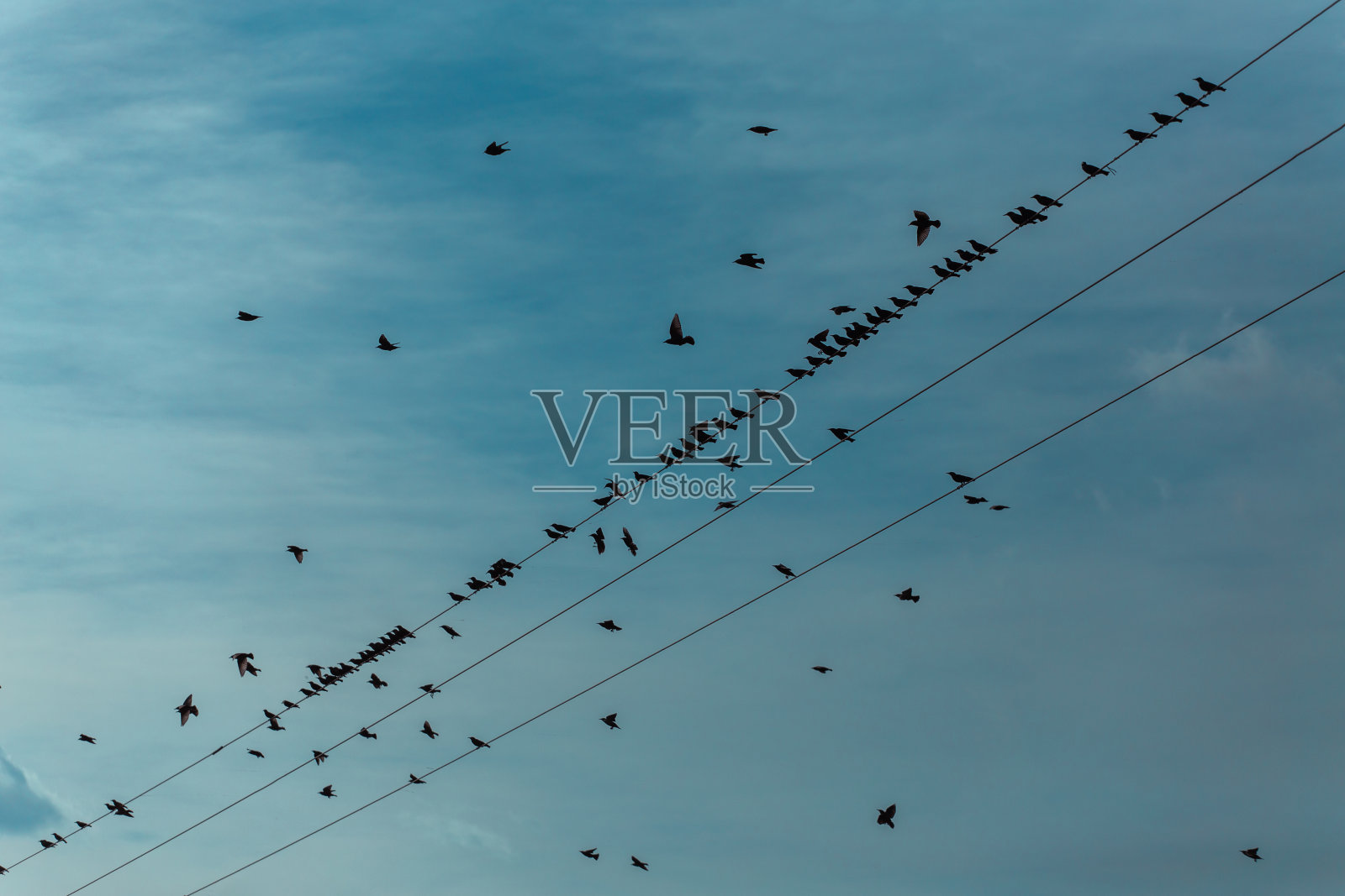 电线上的椋鸟群。很多鸟围着电线飞照片摄影图片