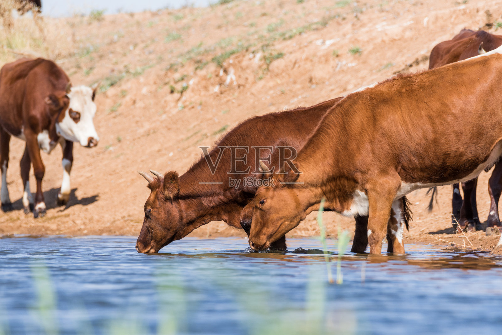 在酷热和干旱的时候，在饮水处的奶牛要喝水和洗澡照片摄影图片