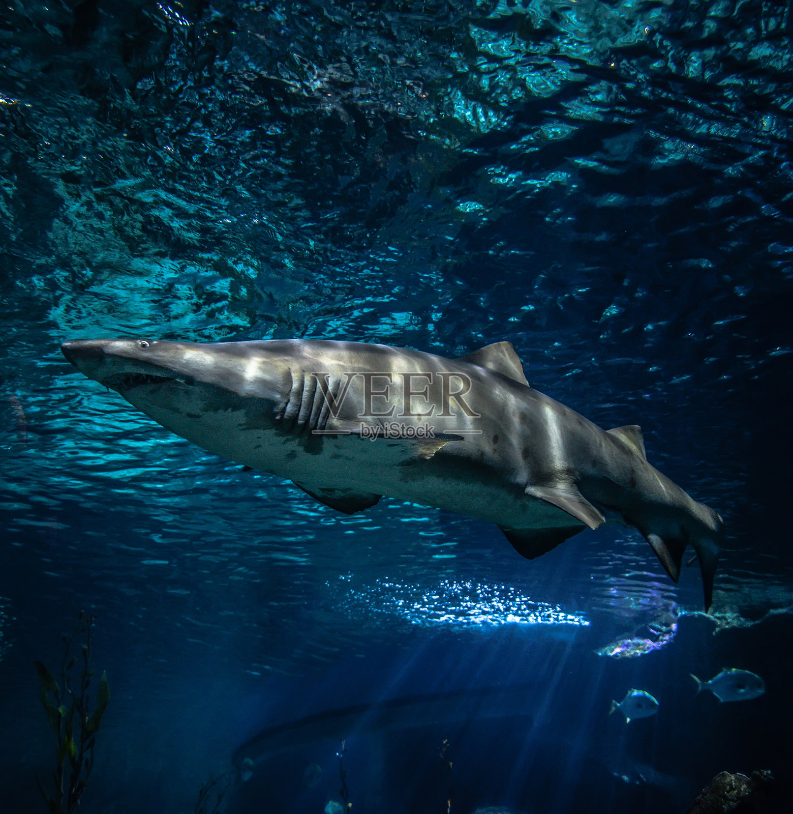 沙虎鲨在海洋中游动照片摄影图片