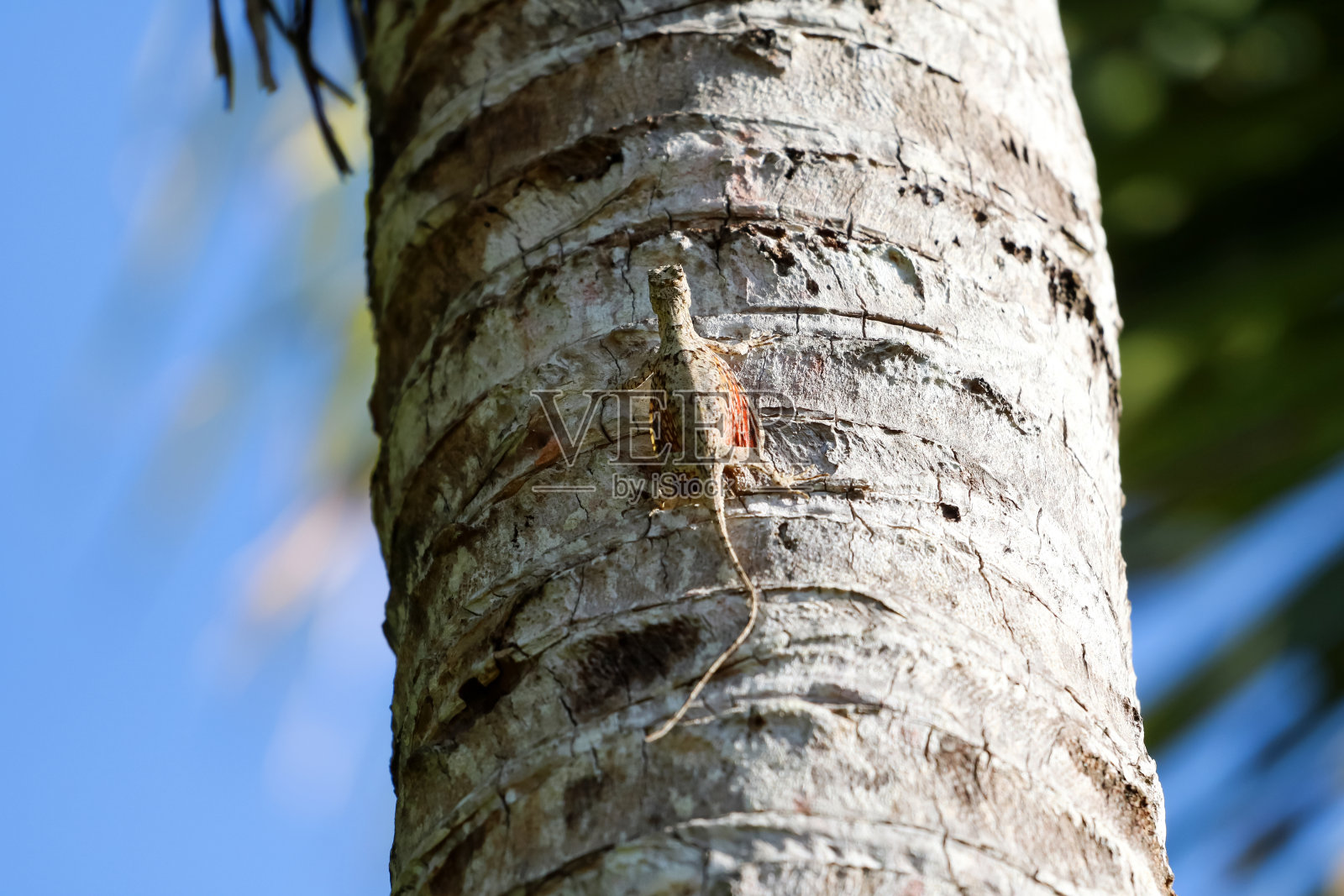 在泰国热带雨林中飞翔或滑翔的龙蜥照片摄影图片