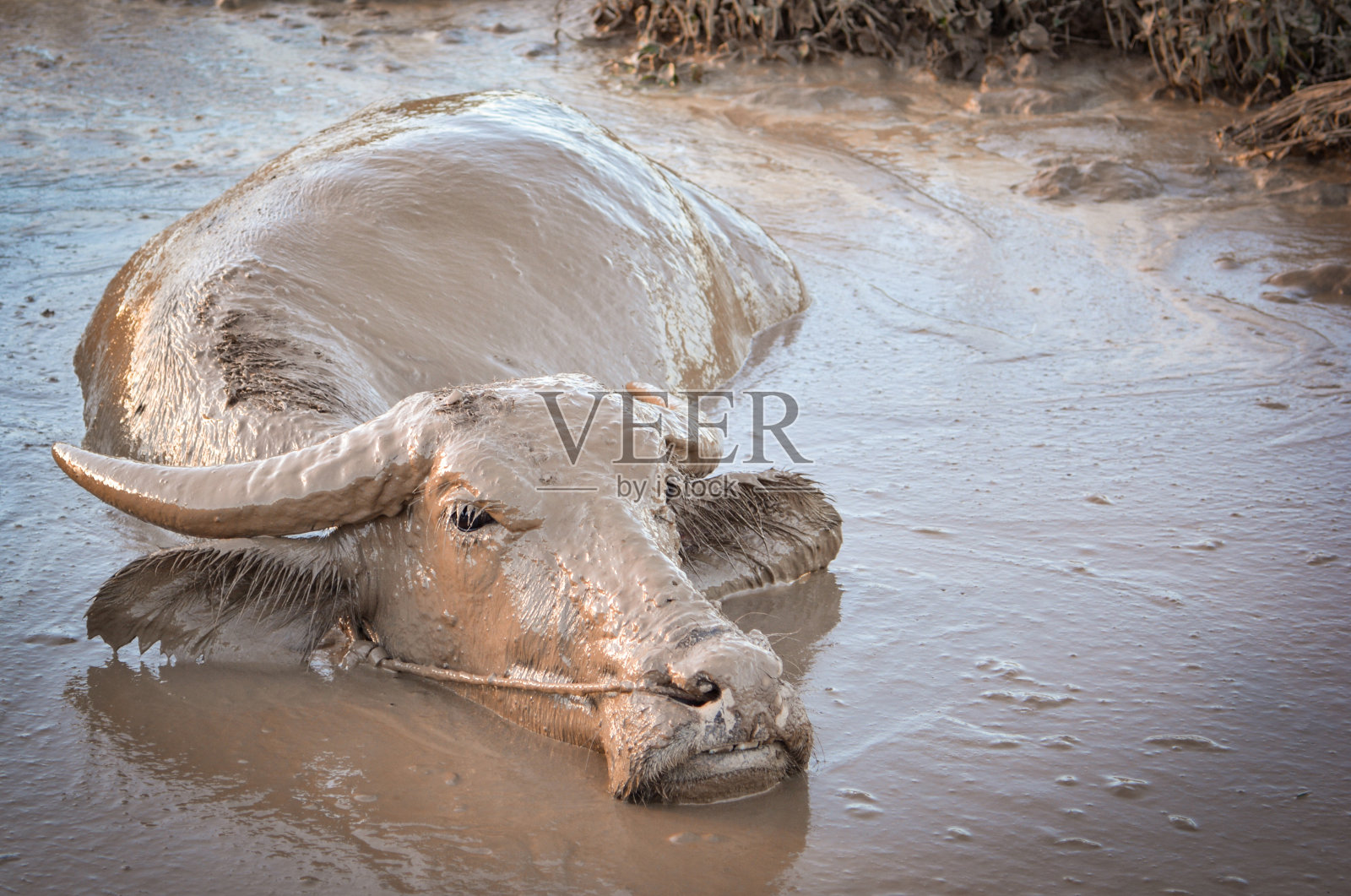 近距离水牛浑水在池塘放松亚洲动物照片摄影图片