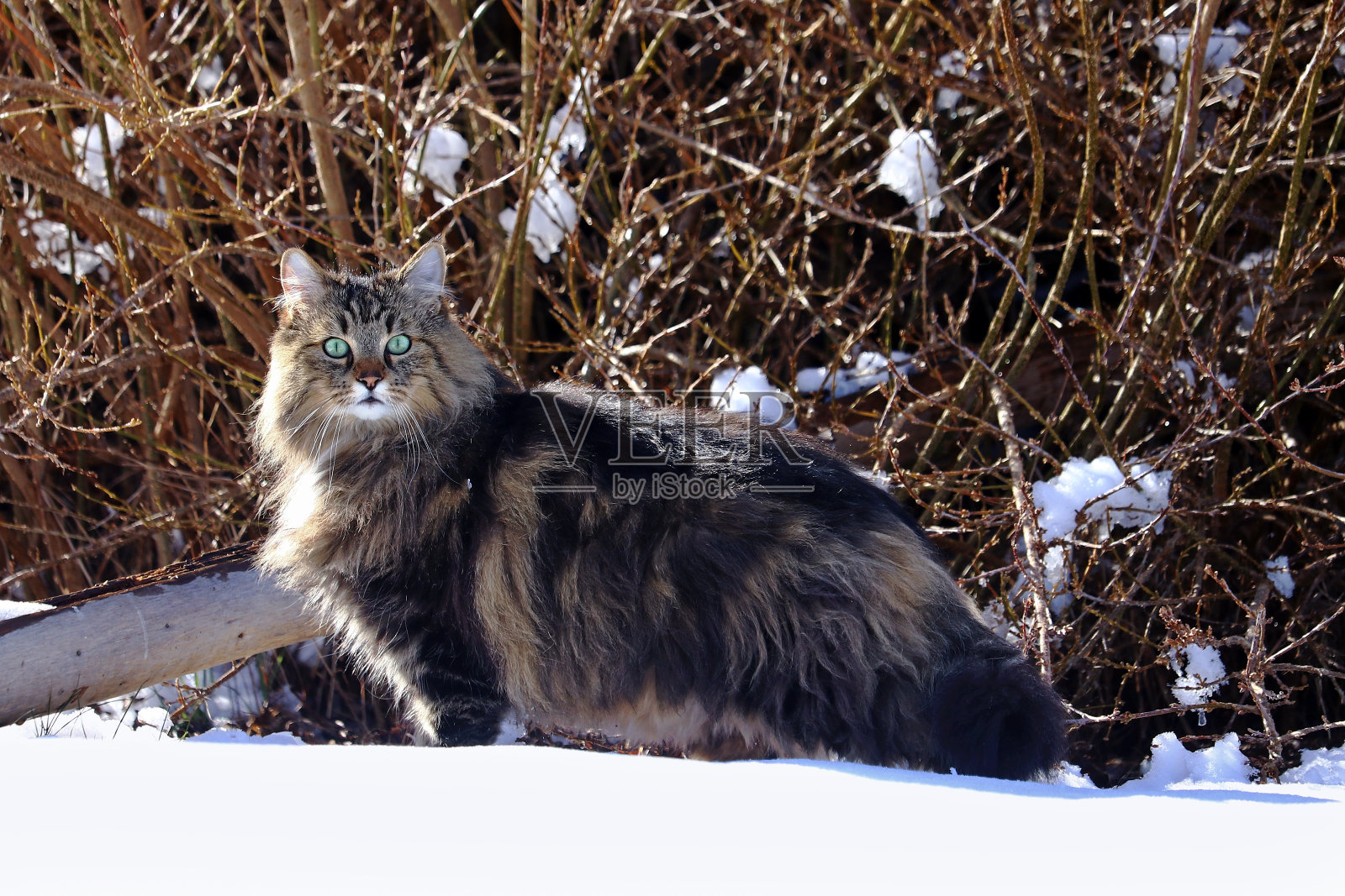 一只年轻漂亮的挪威森林猫在雪地里打猎照片摄影图片