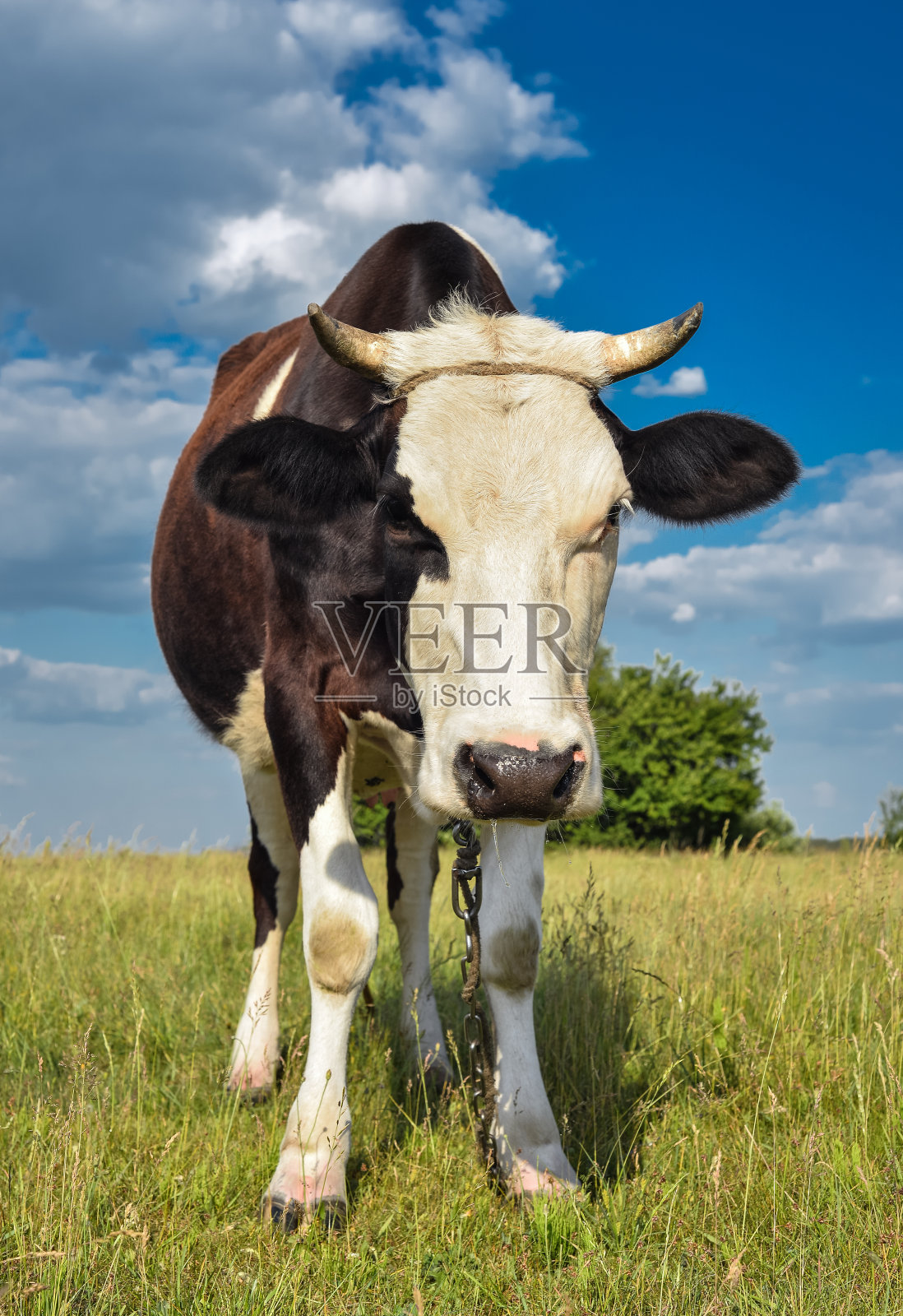 牛在农场吃草。照片摄影图片