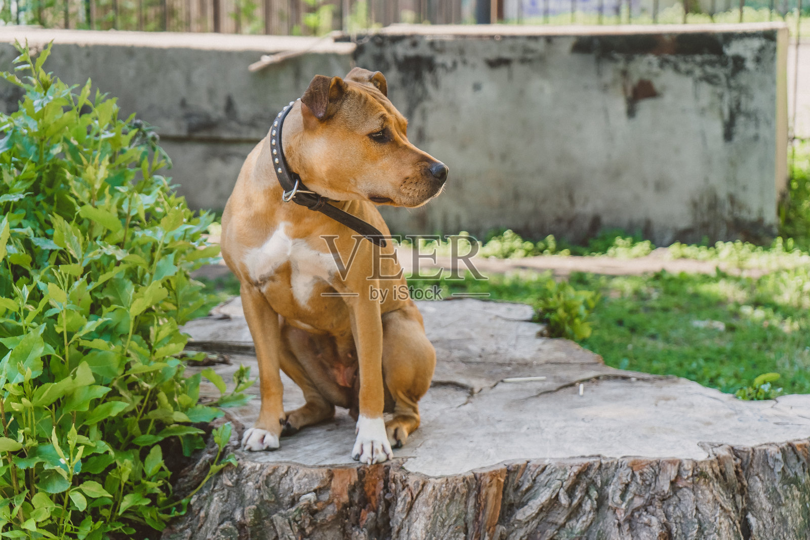 年轻的狗斯塔福德郡梗坐在一个大树桩侧面肖像照片摄影图片
